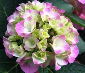 naailessen maandagavond 2025